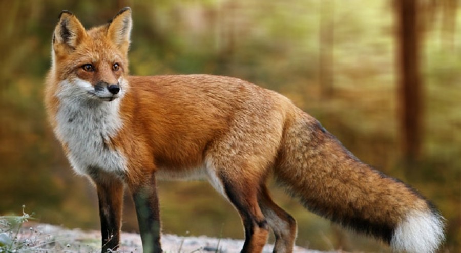 Ολοκληρώθηκε η εμβολιαστική εκστρατεία των κόκκινων αλεπούδων - 50 ανά  θανατωμένη αλεπού σε συνεργεία δίωξης και κυνηγούς - Εφημερίδα ΛΑΟΣ Βέροια  Ημαθίας