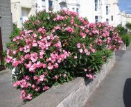 «Καμπανάκι» για την τοξικότητα της πικροδάφνης από το Υπουργείο Παιδείας