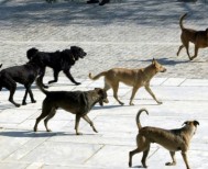 Πώς λειτούργησε το επιχειρησιακό σχέδιο διαχείρισης ζώων συντροφιάς και αδέσποτων στον Δήμο Βέροιας -Απολογιστικά στοιχεία για το 2024