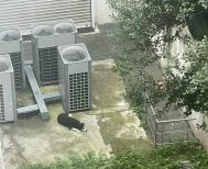 Απεγκλωβίστηκε σκύλος που είχε τρυπώσει στον ακάλυπτο πίσω από την Εθνική Τράπεζα Βέροιας