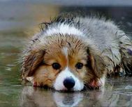 Νέες δράσεις διαχείρισης αδέσποτων ζώων συντροφιάς από τις Υπηρεσίες του Δήμου Αλεξάνδρειας