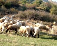Ειδικά μέτρα από το Τμήμα Κτηνιατρικής  για τις ζωοτροφές λόγω της Ευλογιάς  των αιγοπροβάτων