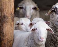 Το Πάσχα, η εποχή των αμνοεριφίων πλησιάζει και η ελληνική κτηνοτροφία περιμένει να δει πως θα φτάσει μέχρι την Ανάσταση!
