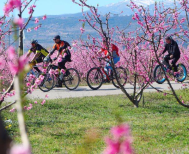 Φινάλε την Κυριακή, για το Φεστιβάλ του ΤΟΒ «Ανθισμένες Ροδακινιές»