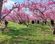 Οι ανθισμένες ροδακινιές της Βέροιας και του ΤΟΒ ταξιδεύουν «εκτός» και γοητεύουν