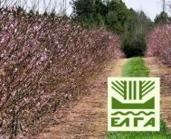 Πορίσματα για εκτιμήσεις ζημιών από Παγετό για τις καλλιέργειες της Αλεξάνδρειας