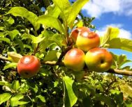 Ανακοινώθηκαν τα οριστικά πορίσματα για τον καύσωνα της 18ης Ιουλίου σε καλλιέργειες της Δ/Κ Σταυρού