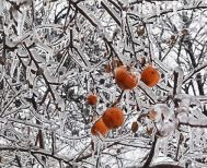 Ανακοινώθηκαν οι εκτιμήσεις ζημιών από τον παγετό της 20ης Μαρτίου 2025, για Παλαιό Σκυλλίτσι και Σταυρό Ημαθίας