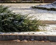 Φυσικά Χριστουγεννιάτικα δέντρα: Παραλαβή από την Υπηρεσία  Καθαριότητας του Δήμου Αλεξάνδρειας στις 12, 14 και 16 Ιανουαρίου