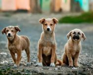 Δήμος Βέροιας: Ολοκληρώθηκε το δεύτερο πρόγραμμα  στειρώσεων αδέσποτων ζώων συντροφιάς