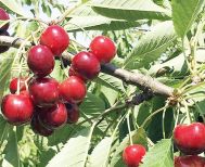 Ακρίτες κερασοπαραγωγοί Πέλλας – Ημαθίας, προς τον Πρωθυπουργό: «Ζητούμε άμεση παρέμβασή σας για τον τερματισμό της κοροϊδίας και την άμεση αποζημίωσή μας»