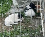 Δήμος Αλεξάνδρειας:  Μήνυση για εγκατάλειψη  νεογέννητων κουταβιών έξω από τον χώρο φύλαξης αδέσποτων ζώων  υποβλήθηκε  από τον αντιδήμαρχο Νικόλαο Γιαννάκη 