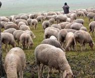 Ευλογιά προβάτων: Μέτρα βιοασφάλειας στην Ημαθία, με τα κοπάδια σε καραντίνα  -Απαγορεύεται η εξωτερική βόσκηση, το πρόστιμο ανέρχεται στα 10.500 ευρώ