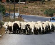 Tι είχαν τα έρμα…