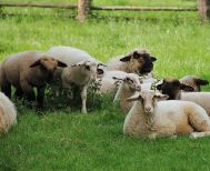 Ξεκινά η ενεργοποίηση ιδιωτών κτηνιάτρων για την αντιμετώπιση της ευλογιάς