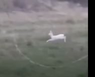 Δύο σπάνια λευκά ζαρκάδια κατέγραψε αγρότης στην Ημαθία