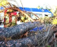 Δέντρο ακινητοποίησε τρένο κοντά στη Βέροια