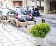 Δήμοι και πολίτες καταδικάζουν τα περιστατικά θανάτωσης σκύλων με «φόλες»