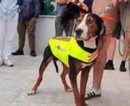 Κυνηγόσκυλα φορούν γιλέκα με καρφιά για να γλυτώνουν από δαγκώματα λύκων!