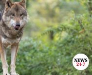 Σήμερα ξεκινά το «σαφάρι» του λύκου της Χαλκιδικής από ειδική ομάδα!