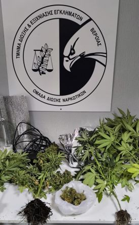 Συλλήψεις για καλλιέργεια δενδρυλλίων  κάνναβης, σε Ημαθία και Πιερία -Κατασχέθηκαν συνολικά 13 δενδρύλλια κάνναβης, ύψους έως 100 εκατοστών 