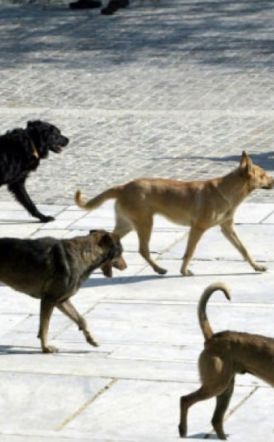 Πώς λειτούργησε το επιχειρησιακό σχέδιο διαχείρισης ζώων συντροφιάς και αδέσποτων στον Δήμο Βέροιας -Απολογιστικά στοιχεία για το 2024