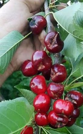 ΑΝΑΓΓΕΛΙΑ ΖΗΜΙΑΣ για Νάουσα, Στενήμαχο και Αρκοχώρι 
