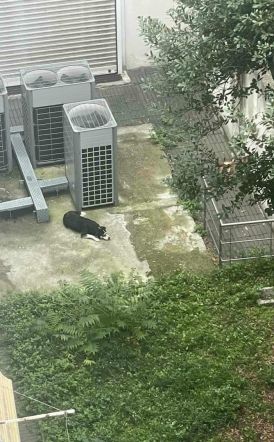 Απεγκλωβίστηκε σκύλος που είχε τρυπώσει στον ακάλυπτο πίσω από την Εθνική Τράπεζα Βέροιας