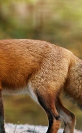 Στα τέλη Απριλίου η 22η Εμβολιαστική Εκστρατεία των Κόκκινων Αλεπούδων στο πλαίσιο καταπολέμησης της λύσσας