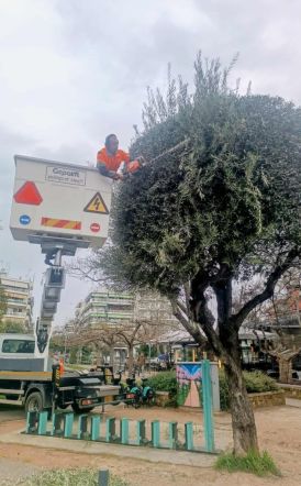 Συνεργείο του δήμου έκανε τις ελιές «κούκλες» στο πάρκο Εληάς!