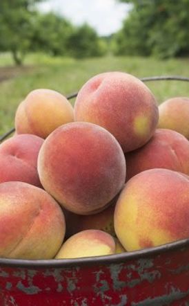 Δασμοί 15% από τις ΗΠΑ στα ευρωπαϊκά προϊόντα - Επιπτώσεις και στο ελληνικό ροδάκινο  -Τι πήρε και τι έδωσε η ΕΕ στο πλαίσιο της συμφωνίας