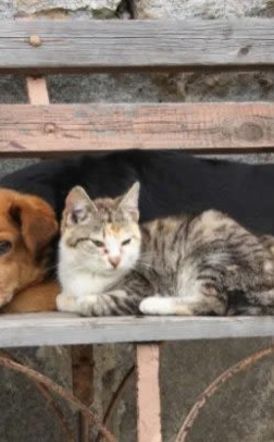 Δήμος Αλεξάνδρειας: Ενημέρωση δημοτών για τη διαχείριση των αδέσποτων ζώων