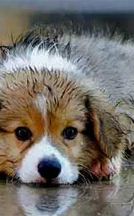 Νέες δράσεις διαχείρισης αδέσποτων ζώων συντροφιάς από τις Υπηρεσίες του Δήμου Αλεξάνδρειας