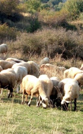 Ειδικά μέτρα από το Τμήμα Κτηνιατρικής  για τις ζωοτροφές λόγω της Ευλογιάς  των αιγοπροβάτων