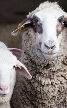 Το Πάσχα, η εποχή των αμνοεριφίων πλησιάζει και η ελληνική κτηνοτροφία περιμένει να δει πως θα φτάσει μέχρι την Ανάσταση!