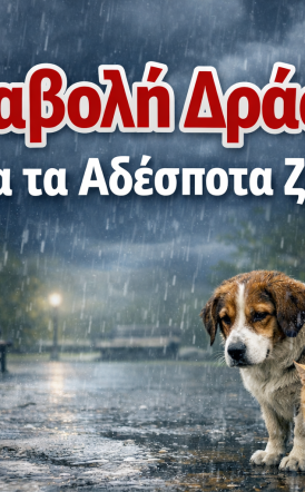 Αναβολή δράσης ευαισθητοποίησης για τα αδέσποτα ζώα λόγω δυσμενών καιρικών συνθηκών