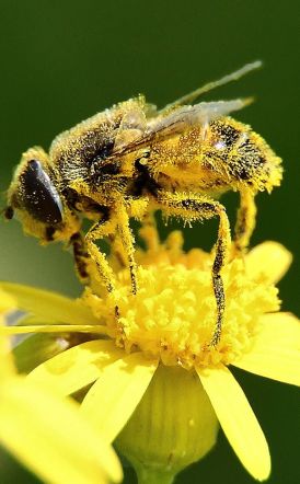 ΑΝΑΚΟΙΝΩΣΗ ΠΡΟΣ  ΜΕΛΙΣΣΟΚΟΜΟΥΣ