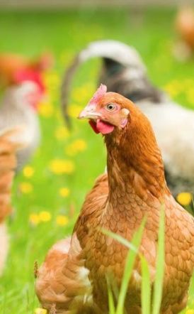 Μετά την ευλογιά των προβάτων καμπανάκι και για γρίπη των πτηνών