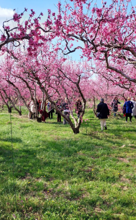 Ανθισμένες Ροδακινιές: Το Σάββατο, το πρώτο καλωσόρισμα της Άνοιξης