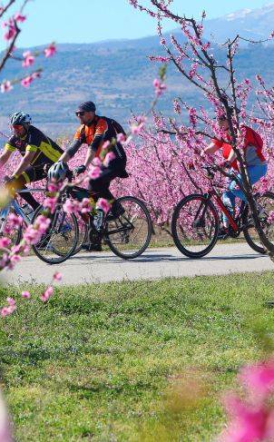 Φινάλε την Κυριακή, για το Φεστιβάλ του ΤΟΒ «Ανθισμένες Ροδακινιές»