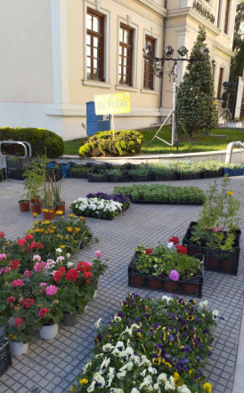 Ανθοκομική έκθεση την Τρίτη από τα παιδιά του Ε.Ε.Ε.Ε.Κ. Βέροιας