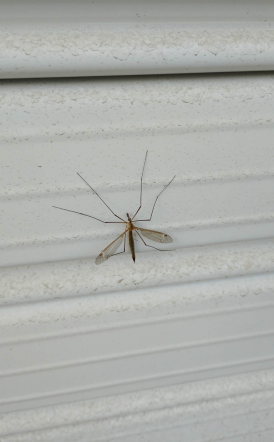 Γέμισε η Βέροια με «τιπουλίδες»