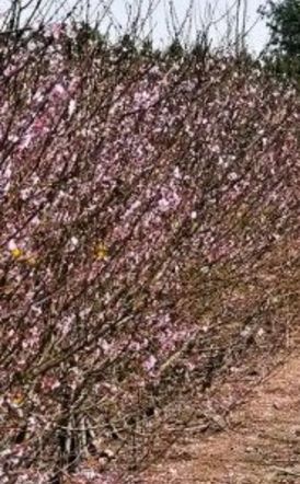 Πορίσματα εκτίμησης ζημιών από παγετό σε Βρυσάκι και Καμποχώρι