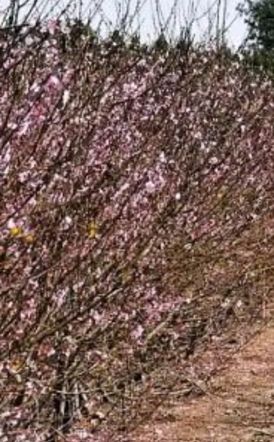 Πορίσματα για εκτιμήσεις ζημιών από Παγετό για τις καλλιέργειες της Αλεξάνδρειας