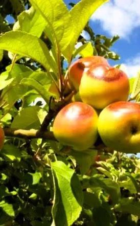 Ανακοινώθηκαν τα οριστικά πορίσματα για τον καύσωνα της 18ης Ιουλίου σε καλλιέργειες της Δ/Κ Σταυρού