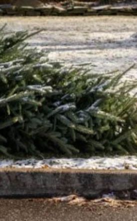 Φυσικά Χριστουγεννιάτικα δέντρα: Παραλαβή από την Υπηρεσία  Καθαριότητας του Δήμου Αλεξάνδρειας στις 12, 14 και 16 Ιανουαρίου