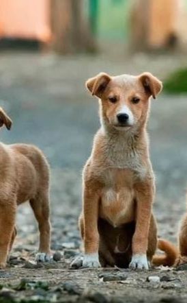 Δήμος Βέροιας: Ολοκληρώθηκε το δεύτερο πρόγραμμα  στειρώσεων αδέσποτων ζώων συντροφιάς