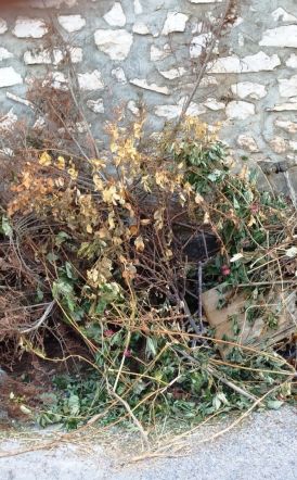 Επιστολή στο ΛΑΟ  Εν μέσω καύσωνα μετέφεραν ξερά κλαδιά στον κάδο του  Αγ.  Νικολάου  Κουμαριάς