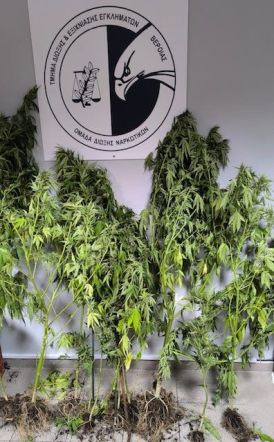 Ημαθία: Σύλληψη άντρα  για καλλιέργεια δενδρυλλίων κάνναβης