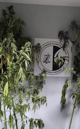 Συνελήφθη ένα άτομο στην Ημαθία για καλλιέργεια δενδρυλλίων κάνναβης -Κατασχέθηκαν 7 δενδρύλλια ύψους 2,8 έως 3,2 μέτρων, που καλλιεργούνταν σε αγροτεμάχια με αραβόσιτο